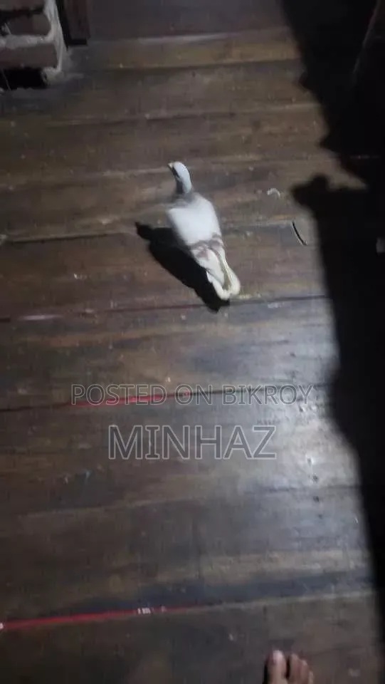 মিলি রেসার
