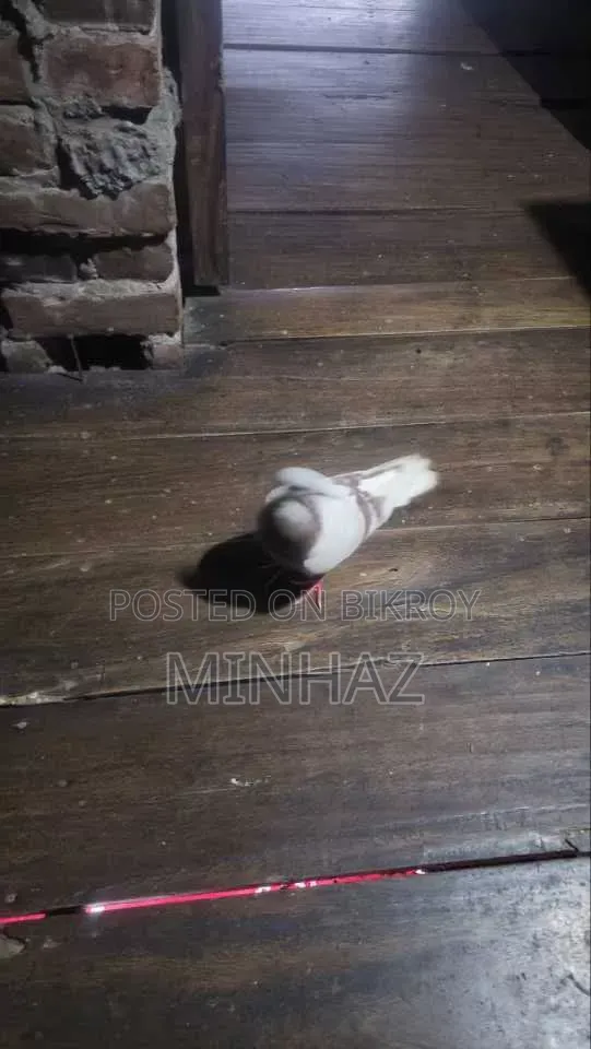 মিলি রেসার