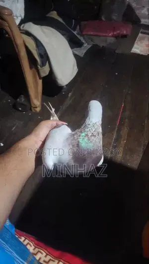 মিলি রেসার