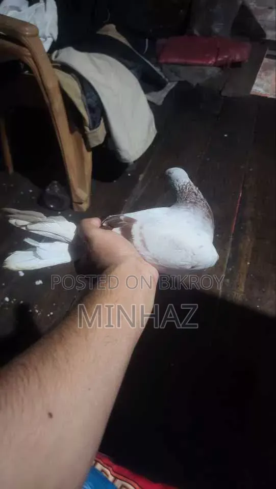 মিলি রেসার