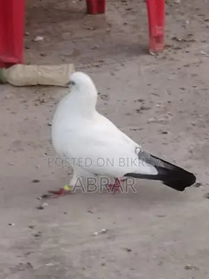 কবুতর বিক্রয়