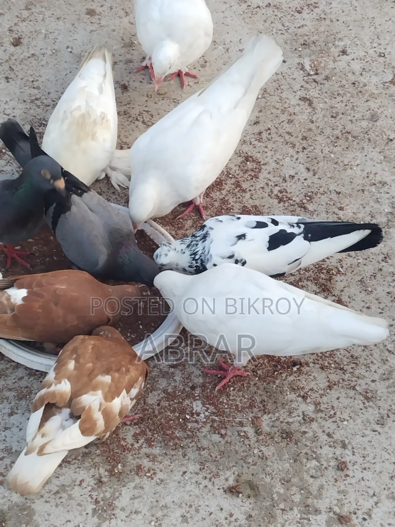 কবুতর বিক্রয়