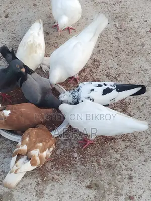 কবুতর বিক্রয়