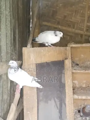 কবুতর বিক্রয়