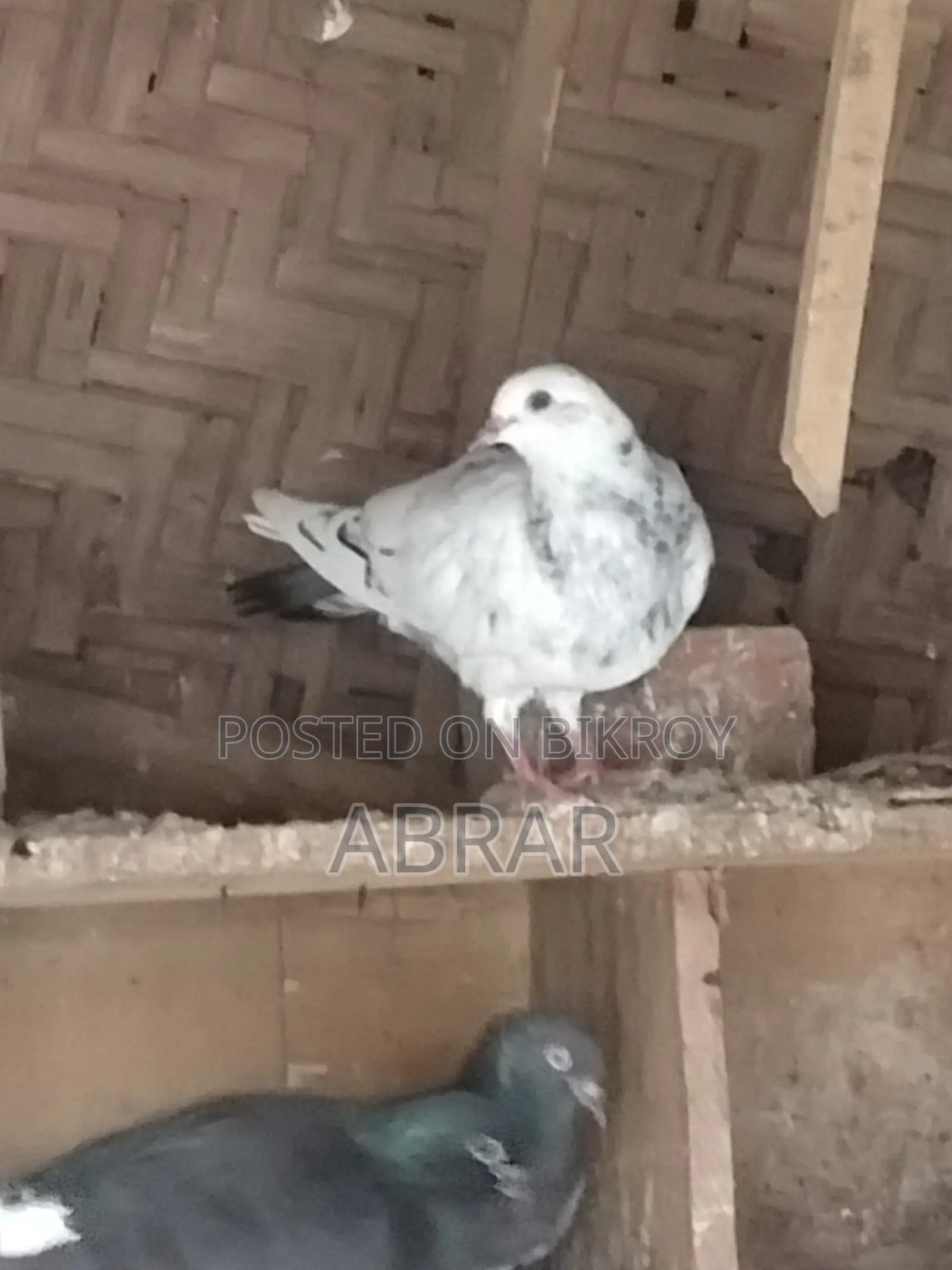 কবুতর বিক্রয়
