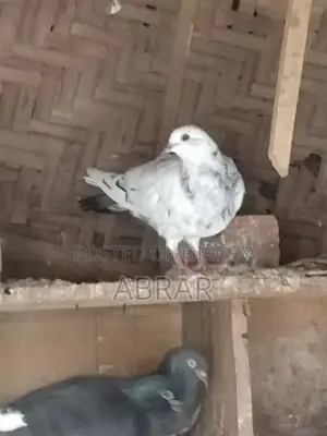 কবুতর বিক্রয়