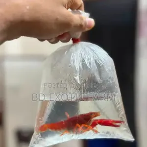 বেট্টা মাছ