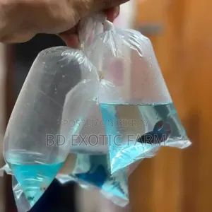 বেট্টা মাছ