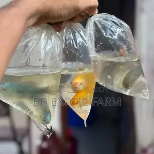 বেট্টা মাছ