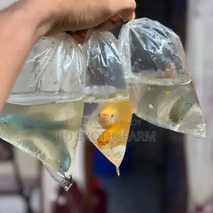বেট্টা মাছ