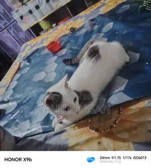 0-1 month Female Mixed Breed Persian