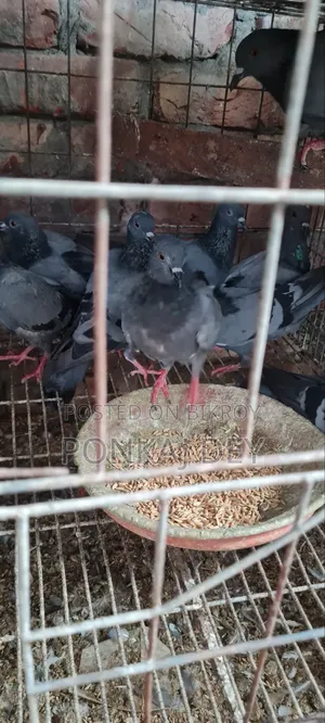 অরজিনাল জালালি কবুতর
