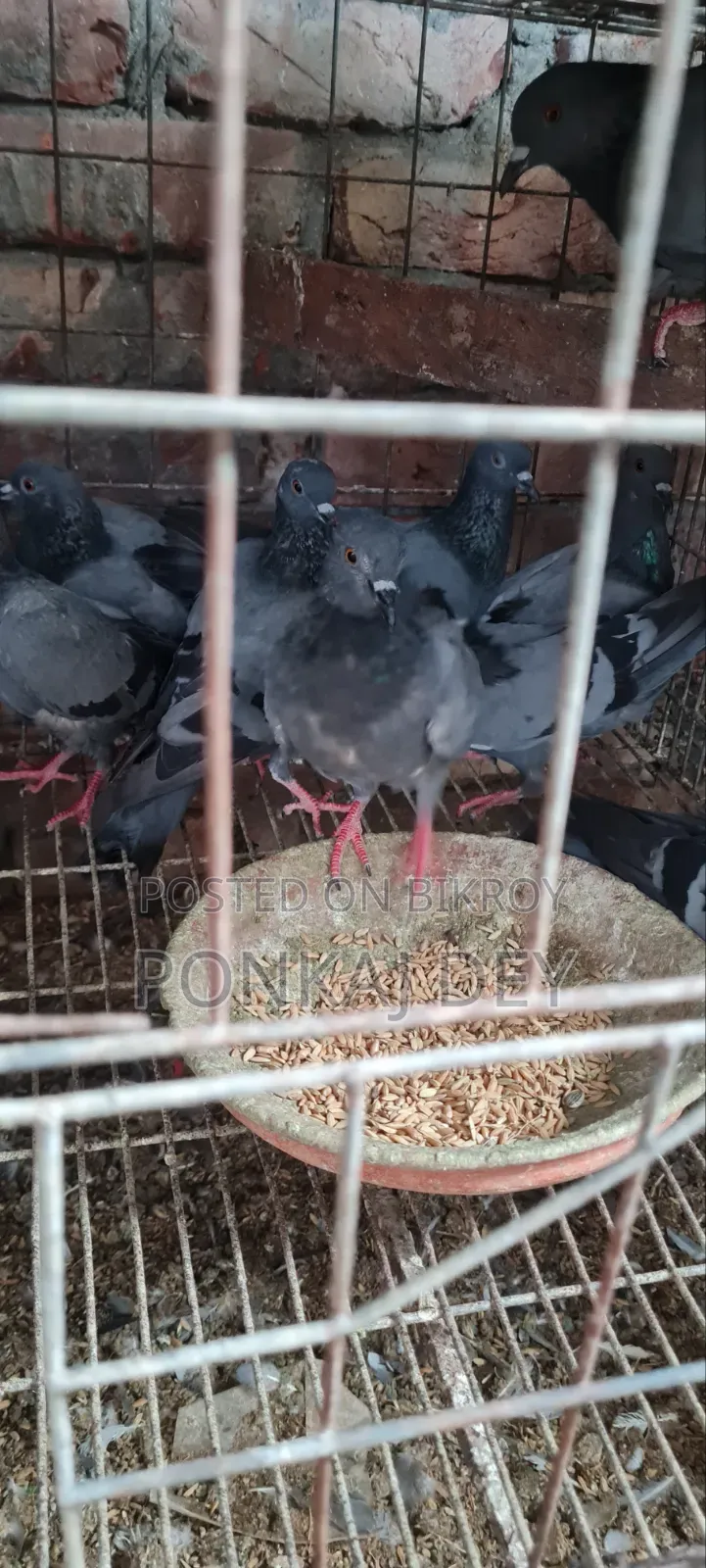 অরজিনাল জালালি কবুতর