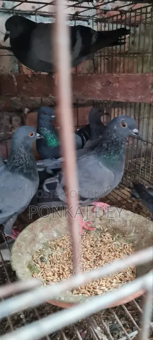 অরজিনাল জালালি কবুতর