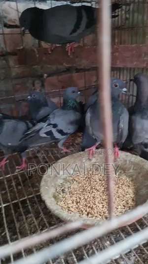 অরজিনাল জালালি কবুতর