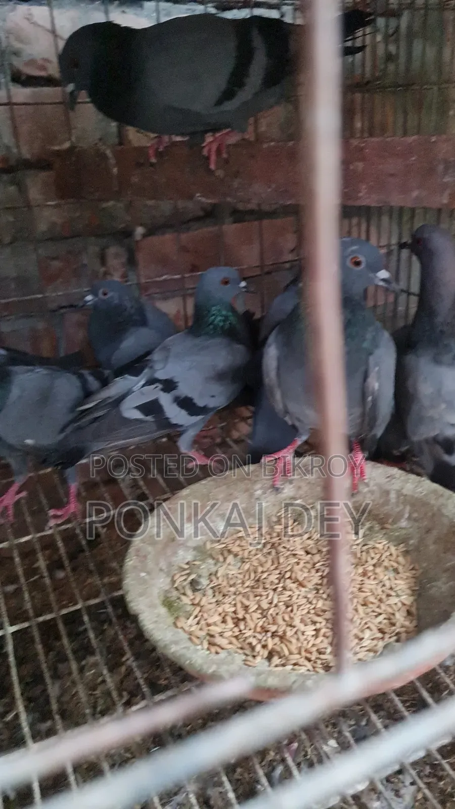 অরজিনাল জালালি কবুতর