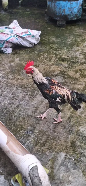 Cross Sorali / Local Rooster
