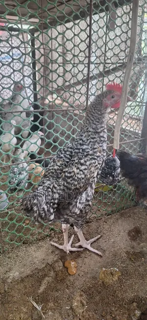 Cross Sorali / Local Rooster