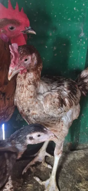 Cross Sorali / Local Rooster