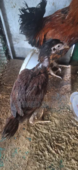 Cross Sorali / Local Rooster