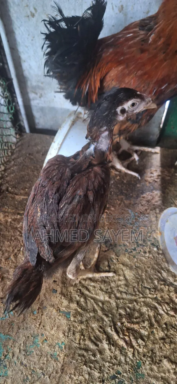 Cross Sorali / Local Rooster