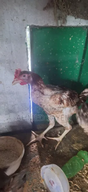 Cross Sorali / Local Rooster