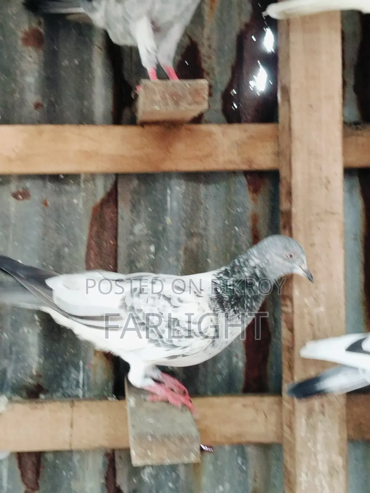 Sa Pigeon Loft