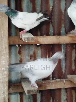 Sa Pigeon Loft