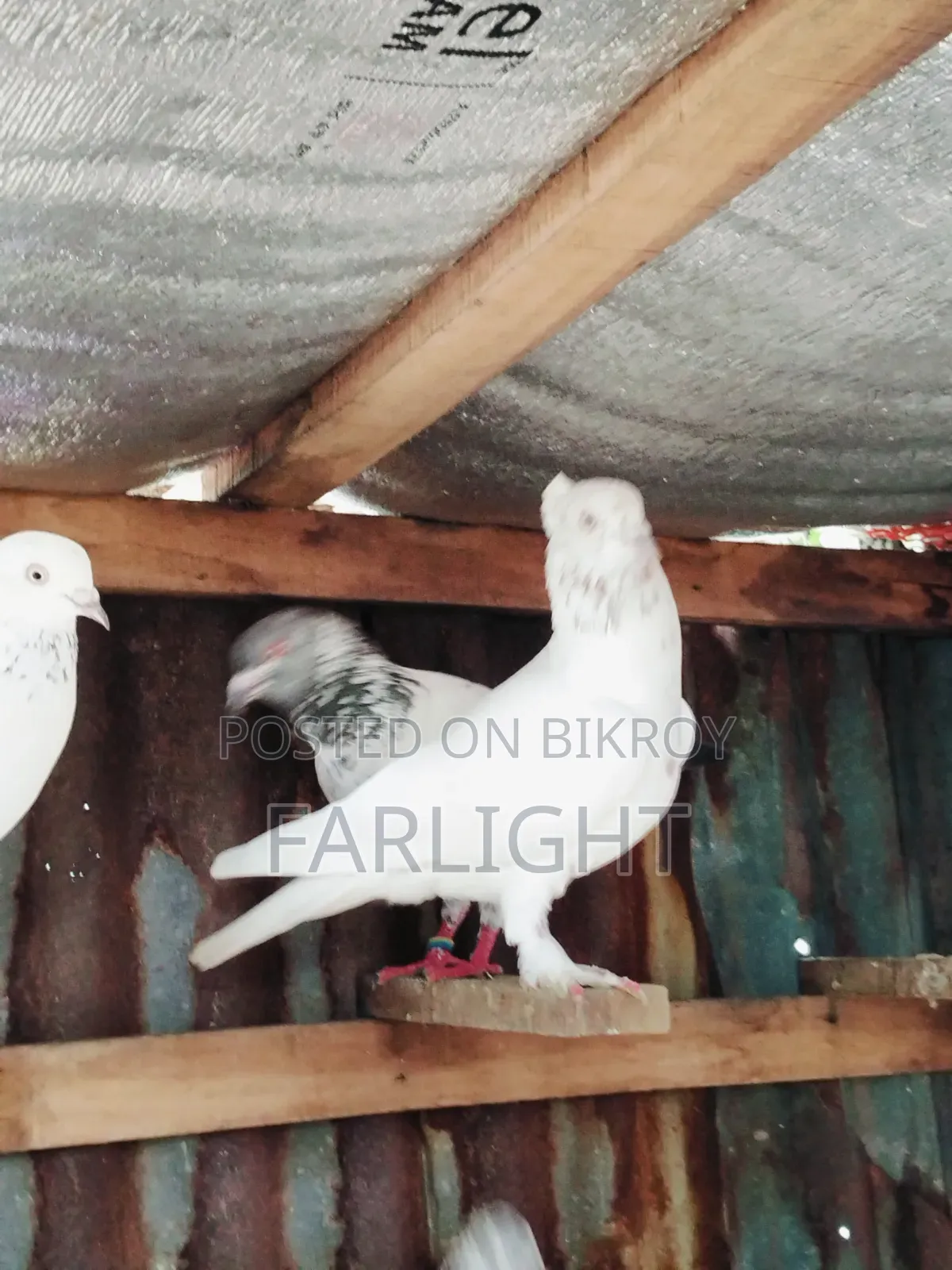 Sa Pigeon Loft