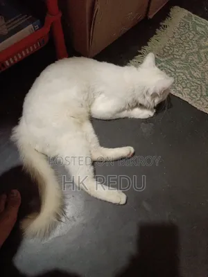 ১+ বছরের পুরুষ খাঁটি জাতের বেঙ্গল