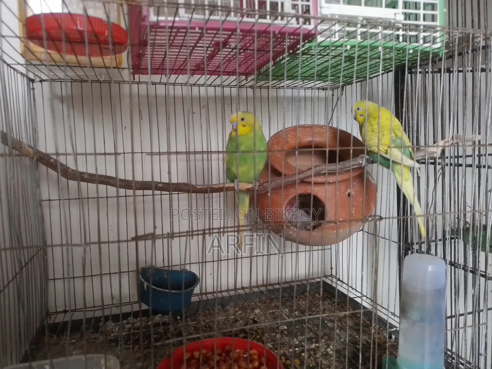 Baby Soho Bazigar Pair