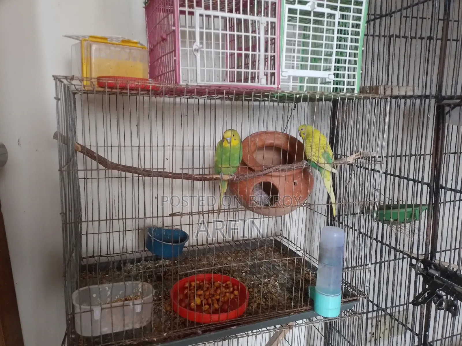 Baby Soho Bazigar Pair