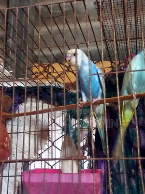 Rainbow Budgerigar for Sale