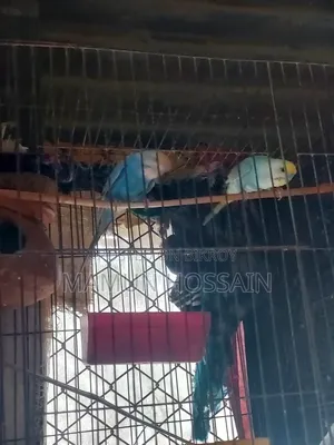 রেইবো বাজিগার সেল করা হবে
