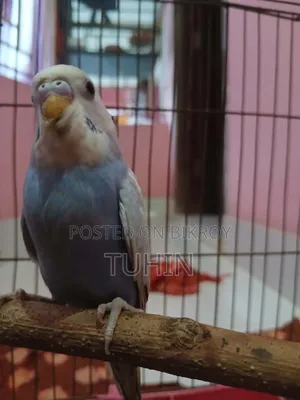 বাজিগর (জোড়া)