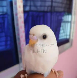 বাজিগর (জোড়া)