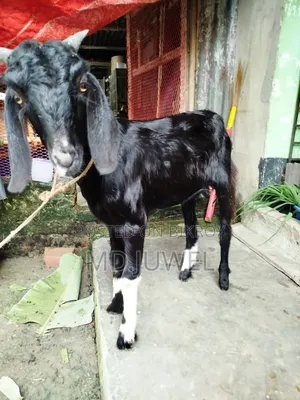 Local Breed Castrated Goat