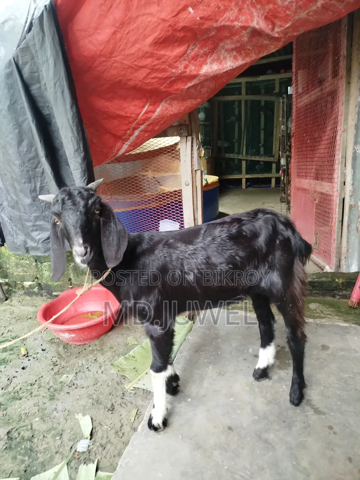 Local Breed Castrated Goat