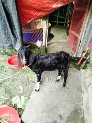 Local Breed Castrated Goat