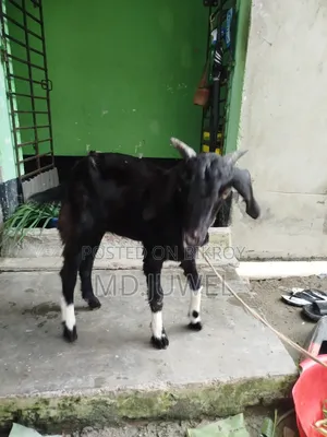 Local Breed Castrated Goat