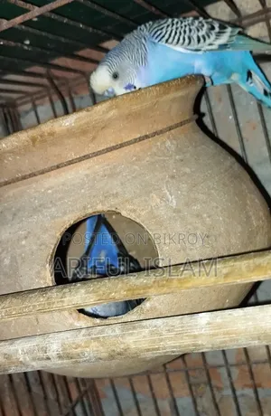 Breeding Budgerigar Birds