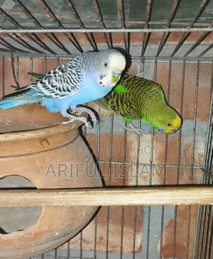 Breeding Budgerigar Birds