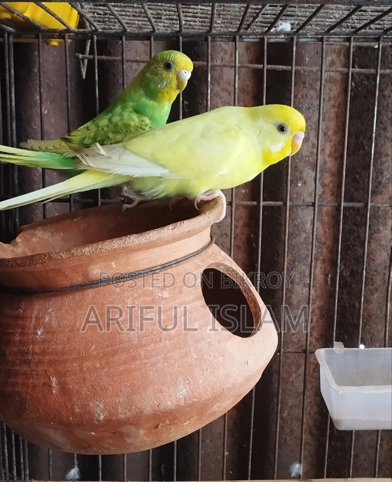 Breeding Budgerigar Birds
