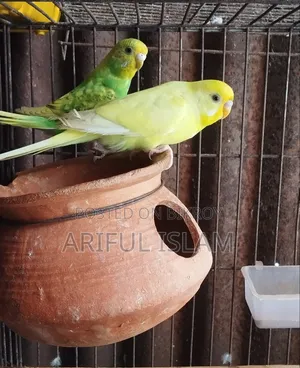 Breeding Budgerigar Birds
