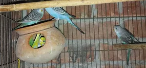 Breeding Budgerigar Birds