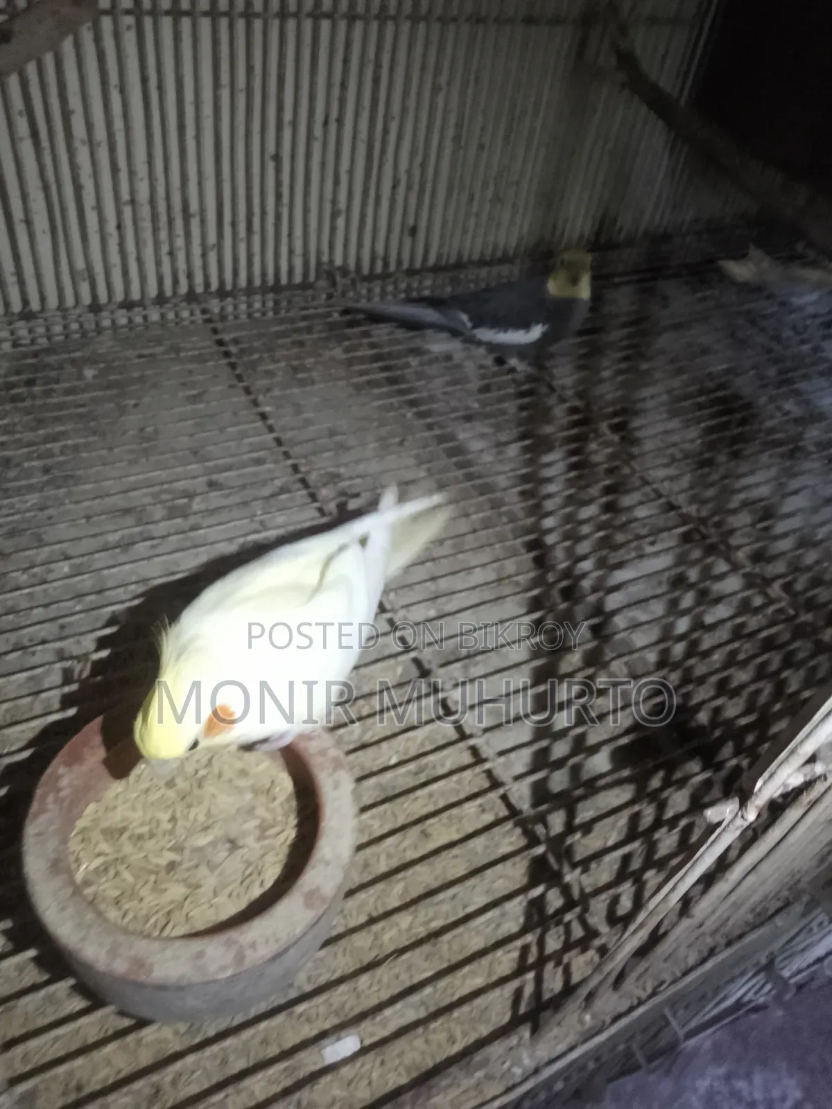 Cockatiel bird. For SELL.
