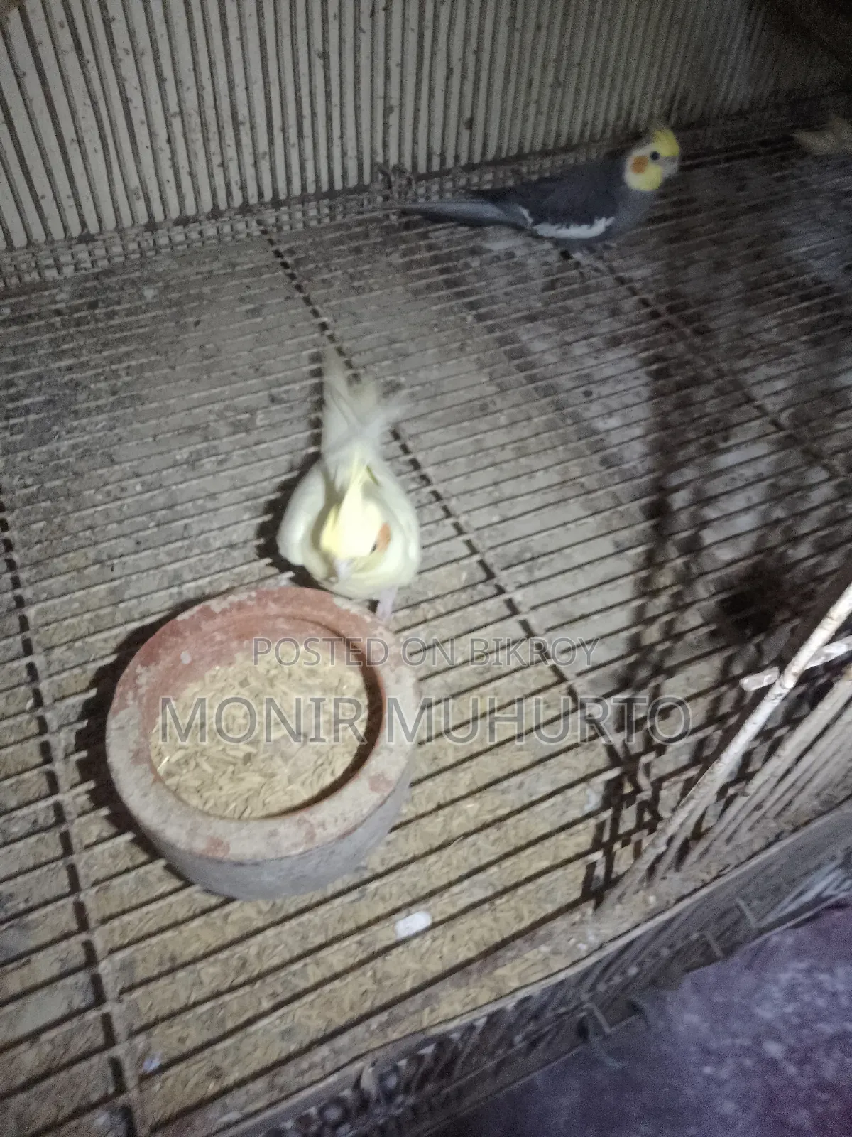 Cockatiel bird. For SELL.