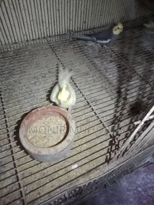 Cockatiel bird. For SELL.