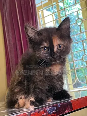 ৩-৬ মাস স্ত্রী খাঁটি পার্সিয়ান
