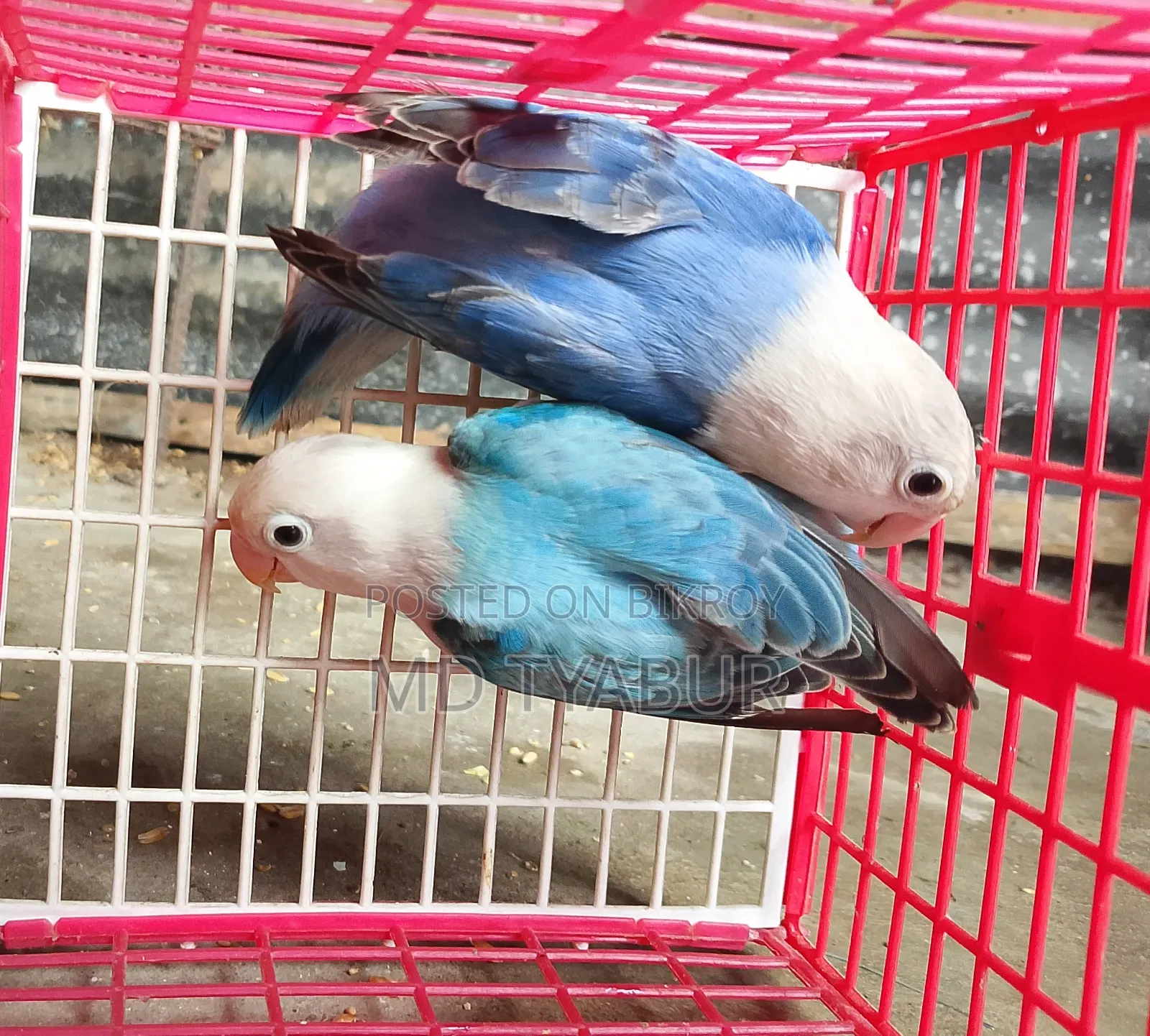 লাভ বার্ডস